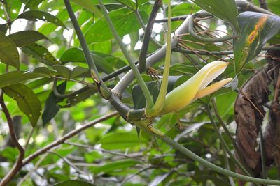 Philodendron tripartitum, photographed by Neptalí Ramírez Marcial