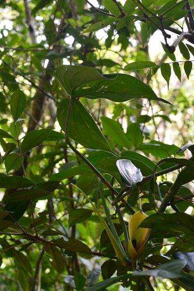 Philodendron tripartitum, photographed by Neptalí Ramírez Marcial