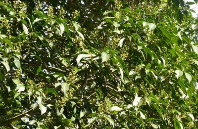 Dendropanax arboreus, photographed by Neptalí Ramírez Marcial