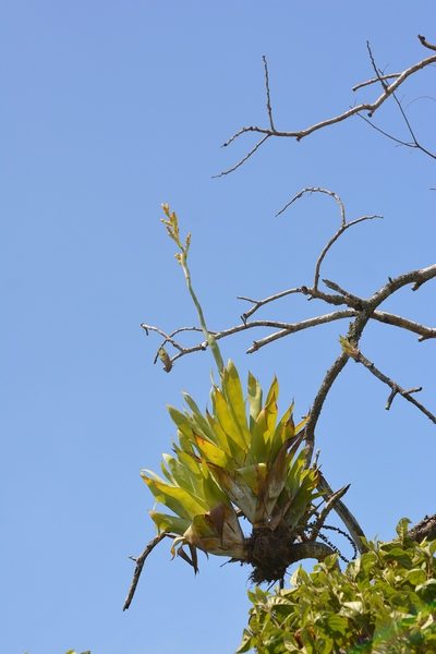 Catopsis occulta, photographed by Neptalí Ramírez Marcial