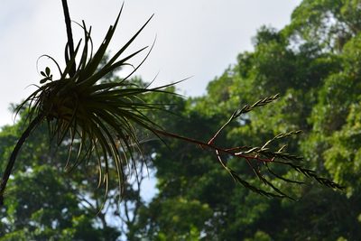 Tillandsia elusiva, photographed by Neptalí Ramírez Marcial