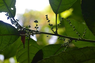 Cleidion castaneifolium, photographed by Neptalí Ramírez Marcial