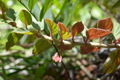 Columnea schiedeana, photographed by Neptalí Ramírez Marcial