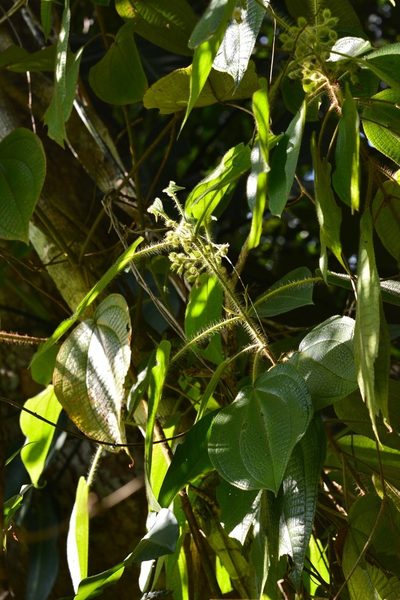 Miconia octona, photographed by Neptalí Ramírez Marcial