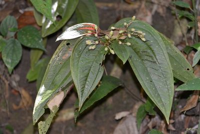 Centradenia grandifolia, photographed by Neptalí Ramírez Marcial