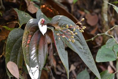 Centradenia grandifolia, photographed by Neptalí Ramírez Marcial