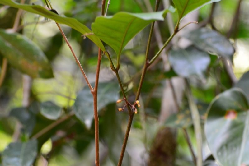 Guarea glabra, photographed by Neptalí Ramírez Marcial