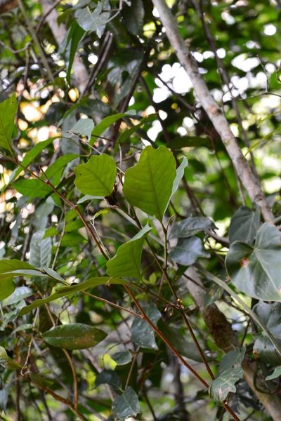 Guarea glabra, photographed by Neptalí Ramírez Marcial