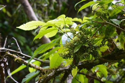 Trichilia trifolia, photographed by Neptalí Ramírez Marcial