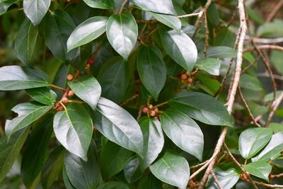Ficus colubrinae, photographed by Neptalí Ramírez Marcial