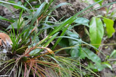 Maxillaria alba, photographed by Neptalí Ramírez Marcial