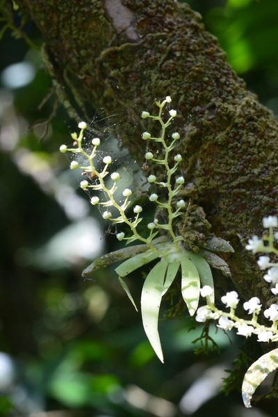 Ornithocephalus iridifolius, photographed by Neptalí Ramírez Marcial