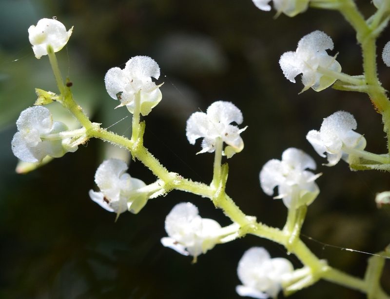 Ornithocephalus iridifolius, photographed by Neptalí Ramírez Marcial