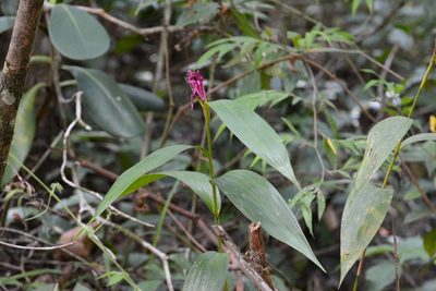 Sobralia macdougallii, photographed by Neptalí Ramírez Marcial
