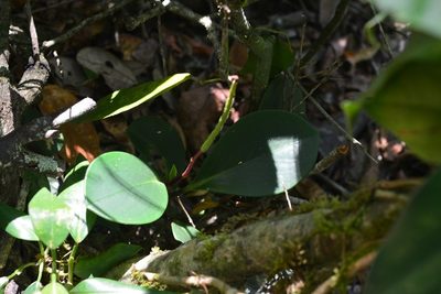 Peperomia magnoliifolia, photographed by Neptalí Ramírez Marcial