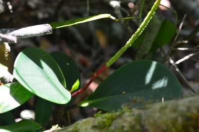 Peperomia magnoliifolia, photographed by Neptalí Ramírez Marcial