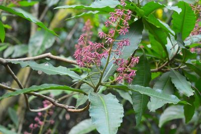 Parathesis rufa, photographed by Neptalí Ramírez Marcial