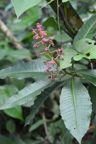 Parathesis rufa, photographed by Neptalí Ramírez Marcial