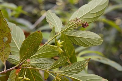 Arachnothryx chiapensis, photographed by Neptalí Ramírez Marcial