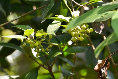Chiococca phaenostemon, photographed by Neptalí Ramírez Marcial