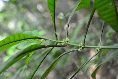 Hoffmannia nicotianifolia, photographed by Neptalí Ramírez Marcial