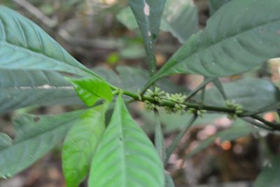 Hoffmannia nicotianifolia, photographed by Neptalí Ramírez Marcial