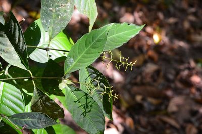 Palicourea deflexa, photographed by Neptalí Ramírez Marcial