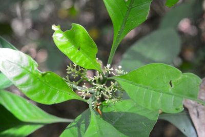 Psychotria trichotoma, photographed by Neptalí Ramírez Marcial
