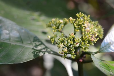 Psychotria trichotoma, photographed by Neptalí Ramírez Marcial