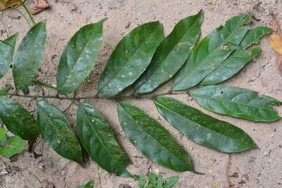 Piparea dentata, photographed by Neptalí Ramírez Marcial