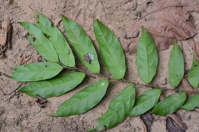 Piparea dentata, photographed by Neptalí Ramírez Marcial
