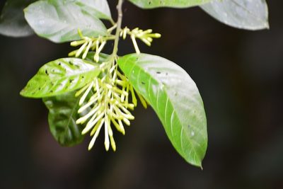 Cestrum racemosum, photographed by Neptalí Ramírez Marcial