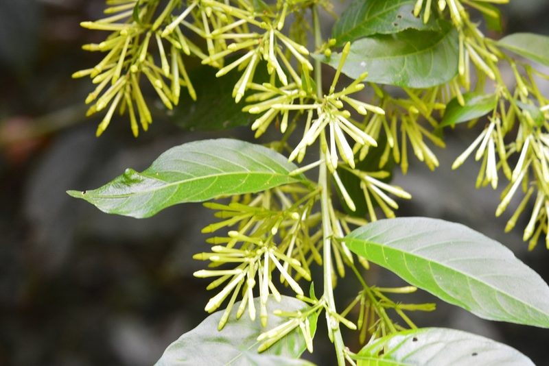 Cestrum racemosum, photographed by Neptalí Ramírez Marcial