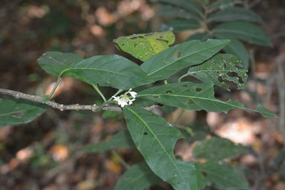 Solanum rovirosanum, photographed by Neptalí Ramírez Marcial