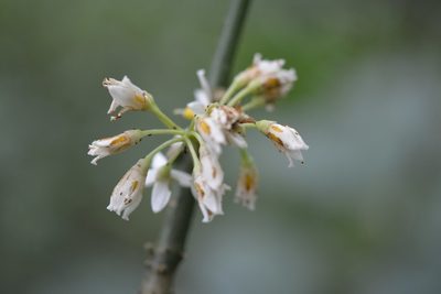 Solanum rovirosanum, photographed by Neptalí Ramírez Marcial