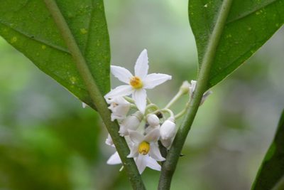 Solanum rovirosanum, photographed by Neptalí Ramírez Marcial