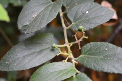 Cissus cacuminis, photographed by Neptalí Ramírez Marcial
