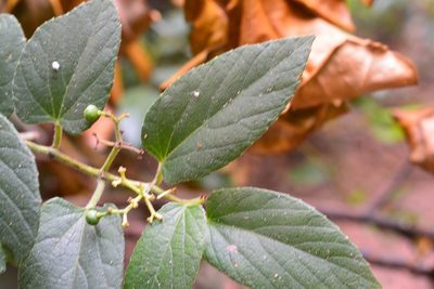 Cissus cacuminis, photographed by Neptalí Ramírez Marcial