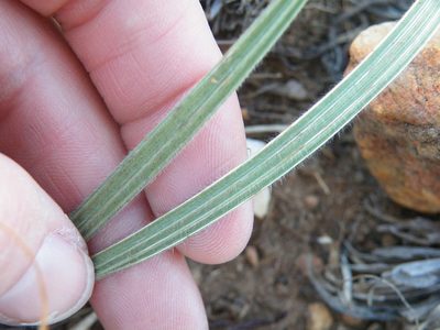 Babiana bainesii, photographed by Antoinette Eyssell Knox