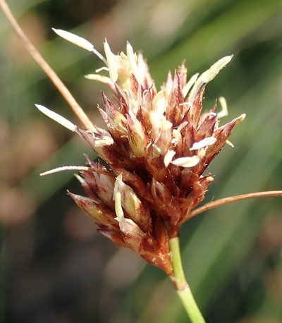 Ficinia fascicularis, photographed by Nicola van Berkel