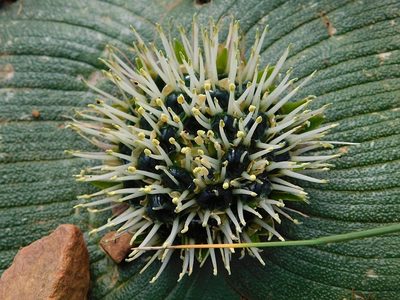 Massonia pustulata, photographed by Klaus Wehrlin