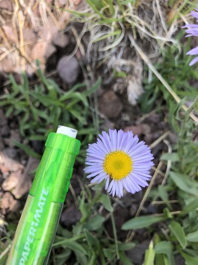 Erigeron arizonicus, photographed by Jess Mullins
