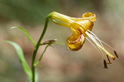 Lilium parryi, photographed by Jon Sullivan