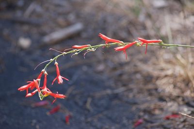 Penstemon labrosus, photographed by Jon Sullivan
