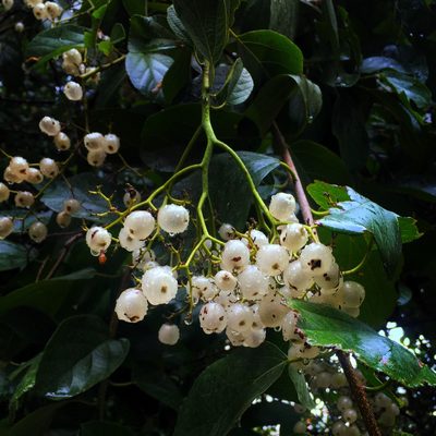 Cordia dentata, photographed by Daniel Pineda Vera