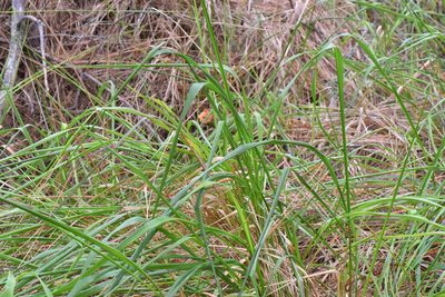 Calamagrostis nutkaensis, photographed by Don Loarie