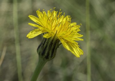 Agoseris glauca, photographed by Craig Martin