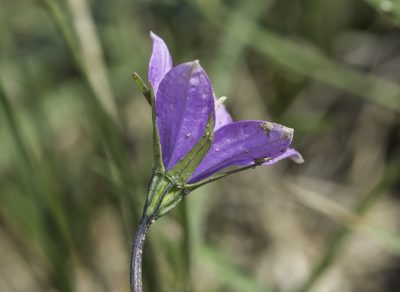 Campanula parryi, photographed by Craig Martin