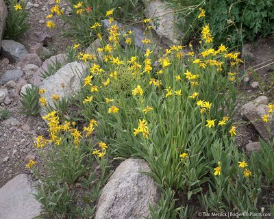 Arnica longifolia, photographed by Tim Messick