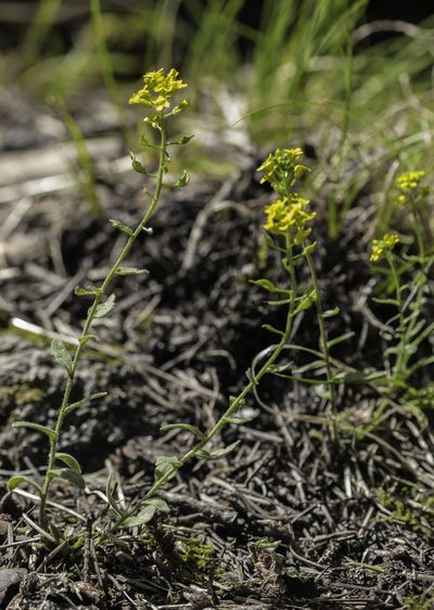 Draba helleriana, photographed by Craig Martin